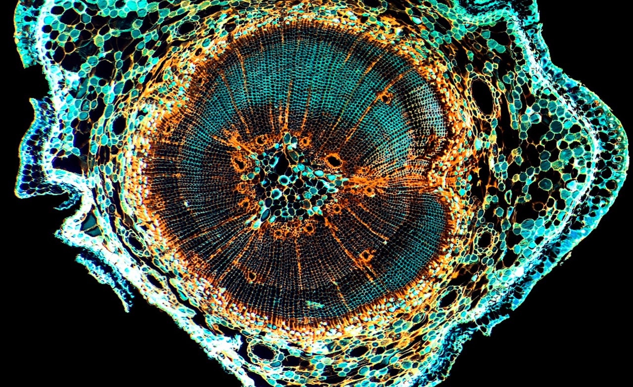 abstract image of tree