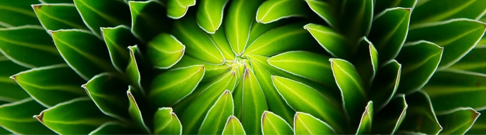 Close-up of green plant Close-up of green plant