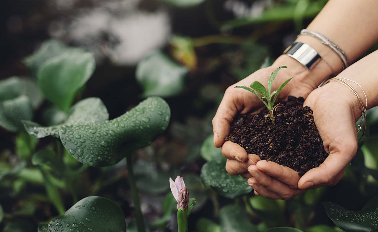 Hands holding a sapling in soil - hero Hands holding a sapling in soil