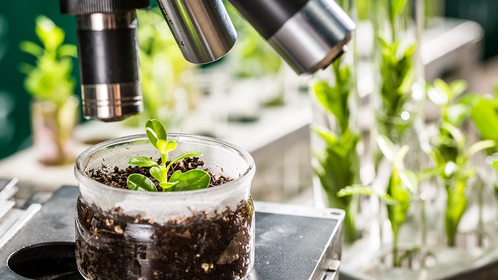 COP27 plants COP27 plants