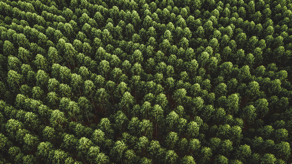 Satellite view of forest