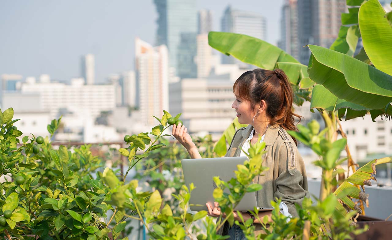 Person examining plant on rooftop garden Person examining plant on rooftop garden