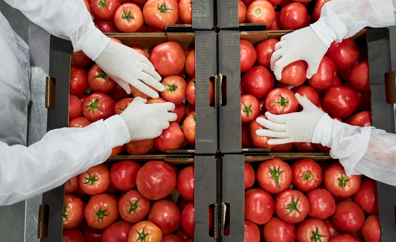 Warehouse workers packaging tomatoes for shipping Warehouse workers packaging tomatoes for shipping