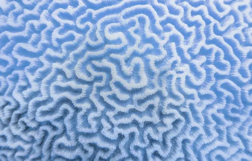 Organic texture of the hard brain coral