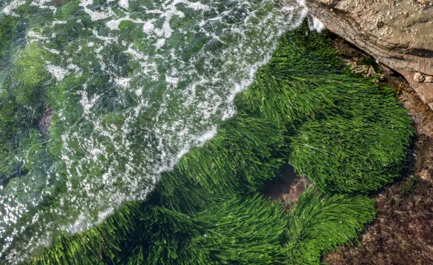 seaweed underwater near a rocky shore with ocean waves