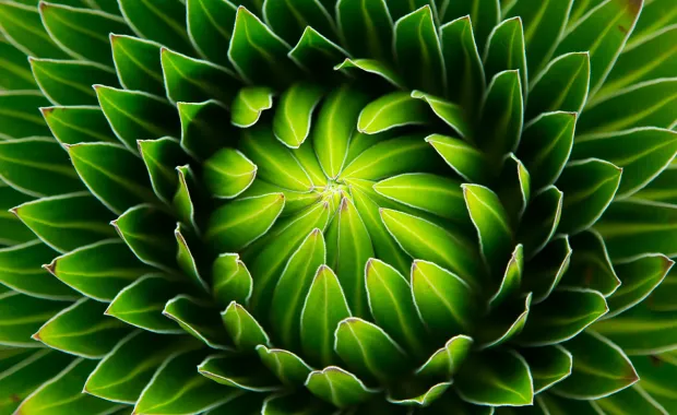 green succulent plant