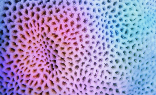 Koralle in den Farben Pink und Blau